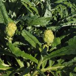 anghinare - beneficii si utilizari