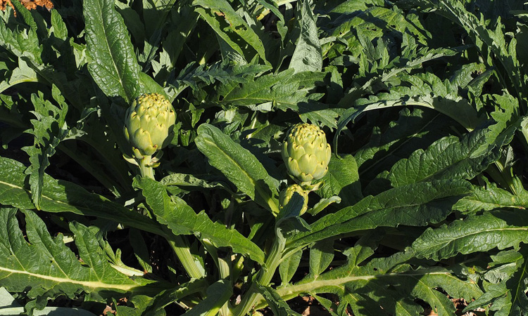 anghinare - beneficii si utilizari